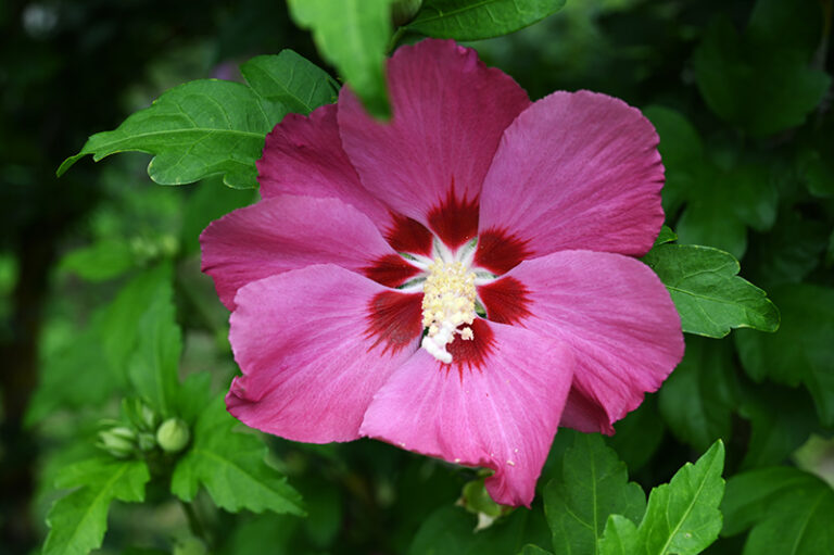 Hibiskus und Malve zschunke.de