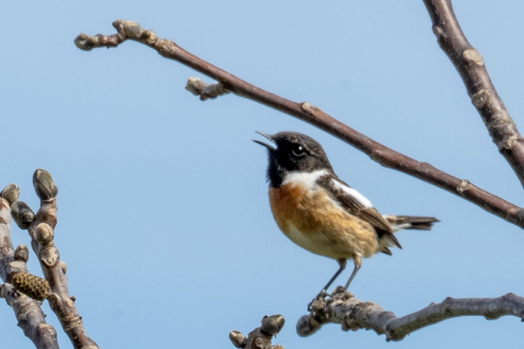 Braunkehlchen (Saxicola rubetra)