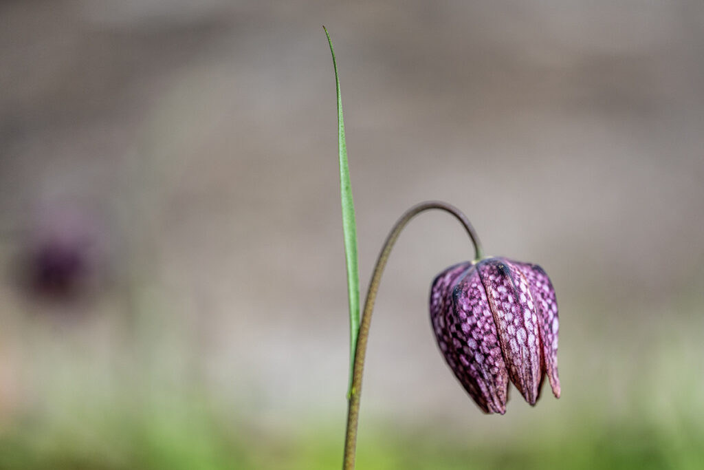 Schachbrettblume (Frittilaria meleagris)