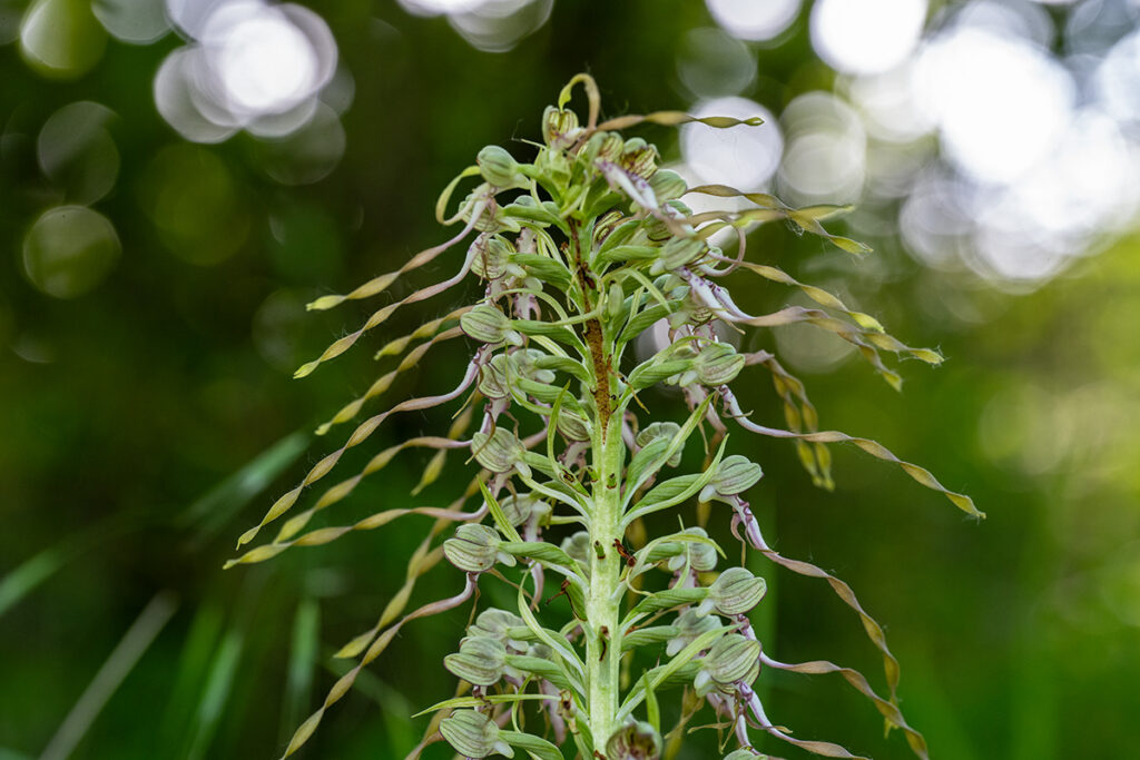 Himantoglossum hircinum