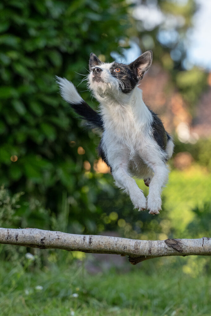 Hundetraining