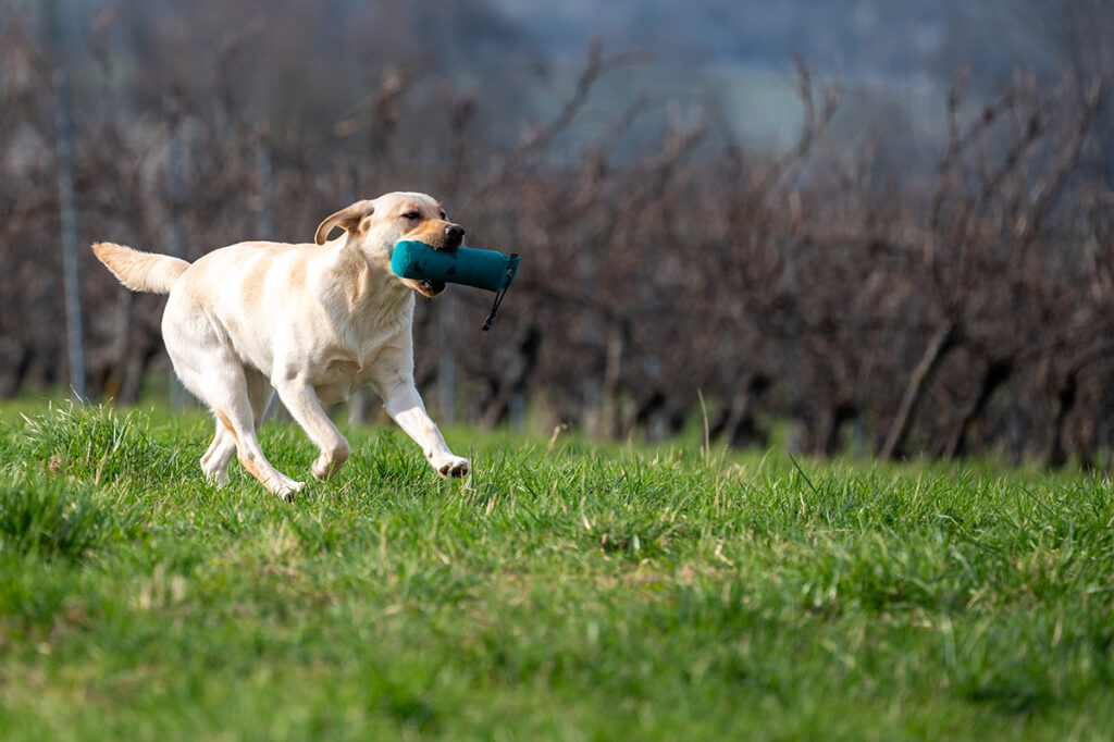 Hundetraining