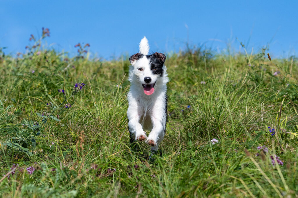 Hundetraining