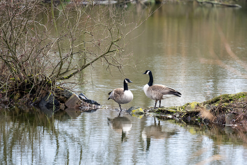 Kanadagans (Branta canadensis)
