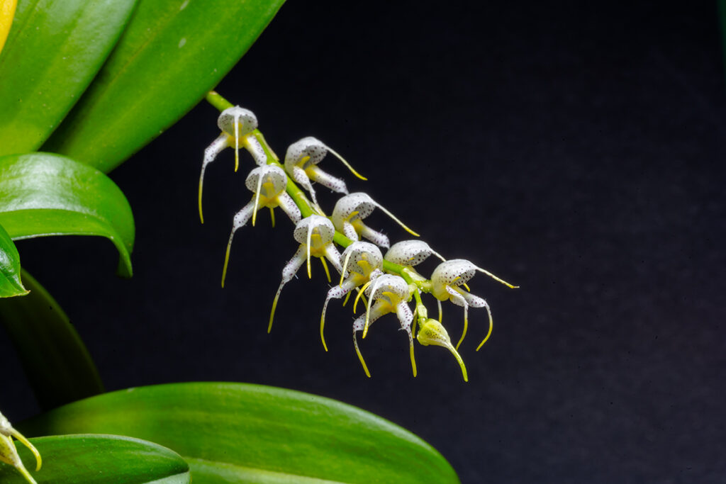 Masdevallia bulbophyllopsis