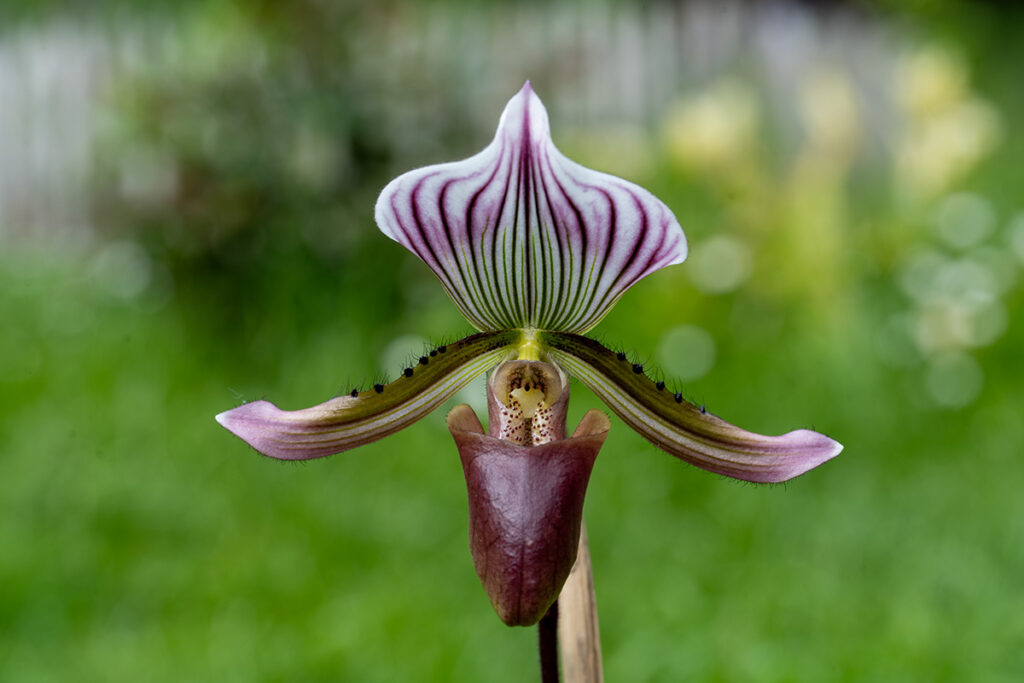 Paphiopedilum barbatum var. nigritum