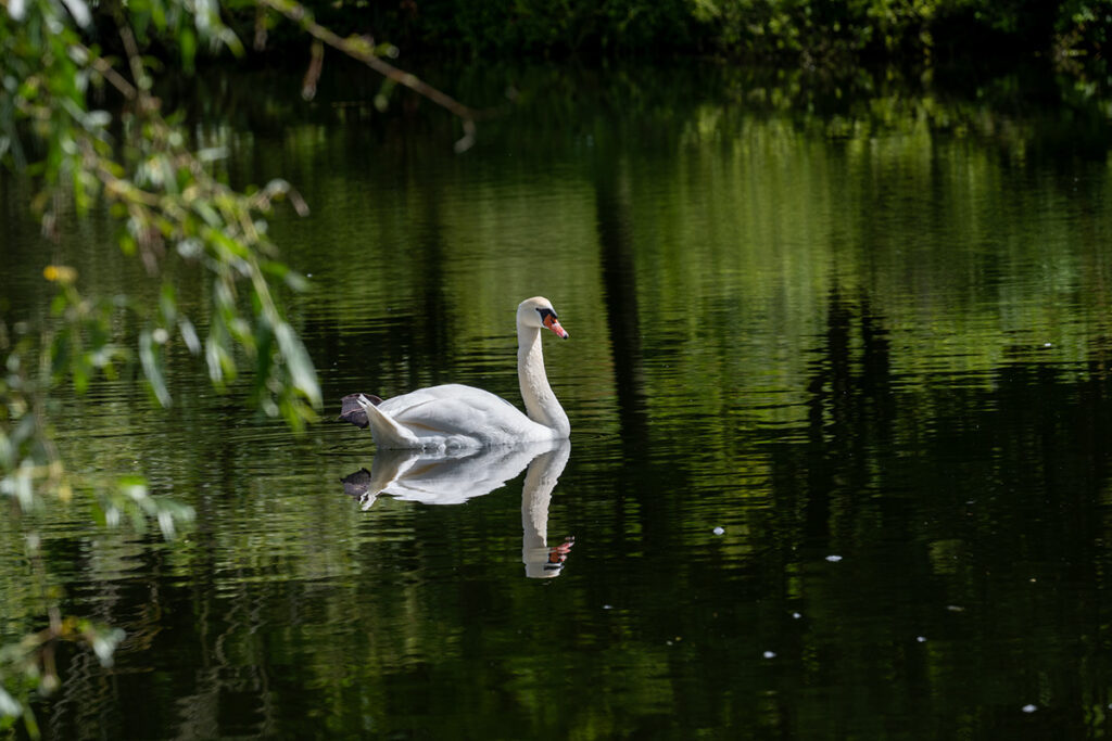 Schwan