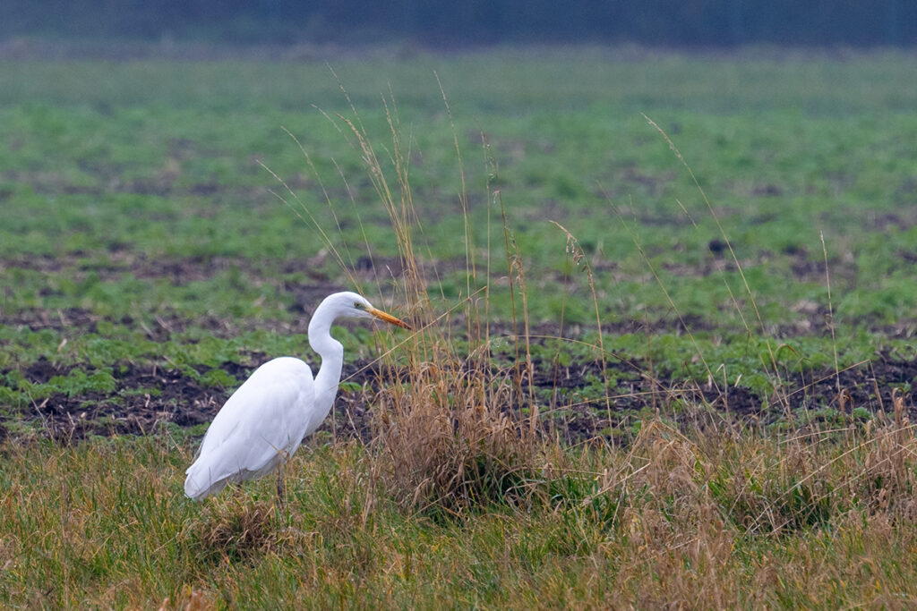 Silberreiher (Ardea alba)